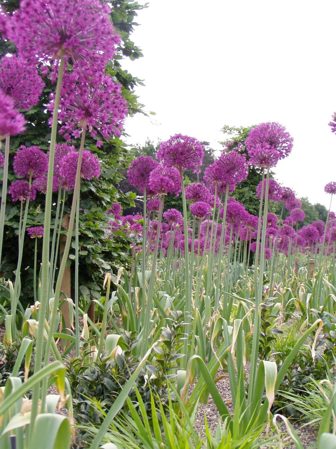 Inheemse beplanting